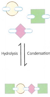 Protein Molecules