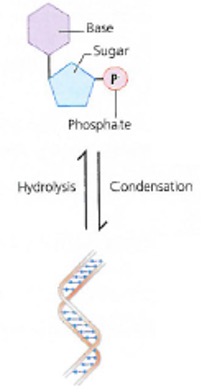 Nucleic Acid Molecules