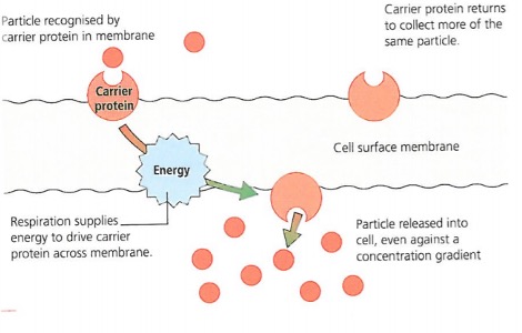 Active Transport