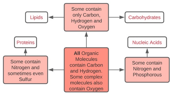 What all are present in Organic Molecules?