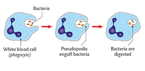 Using Phagocytosis