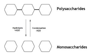 Carbohydrate Molecules