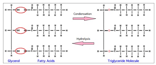 The diagram of C, H and O is shown on the right-hand side. Notice that water (H2O) breaks down the fats.