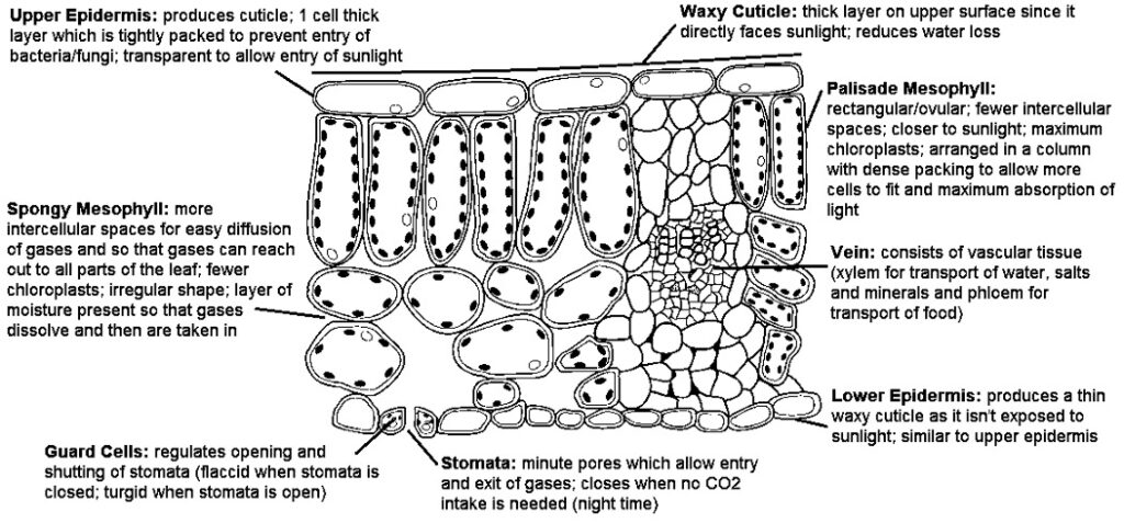 Leaf Structure Diagram