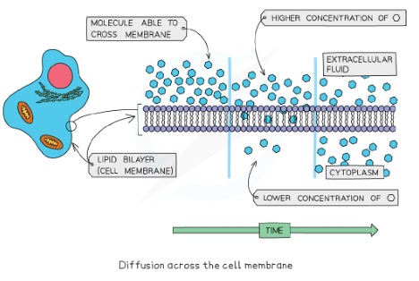 Diffusion