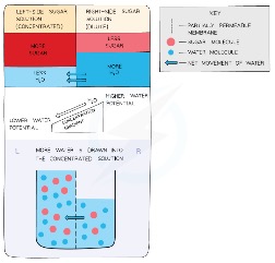 Osmosis – A special case of diffusion