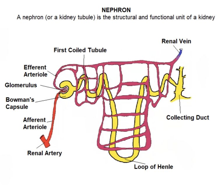 The Functional Unit of the Kidney