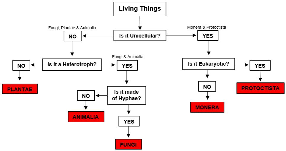 Characteristics and Classification of Living Things