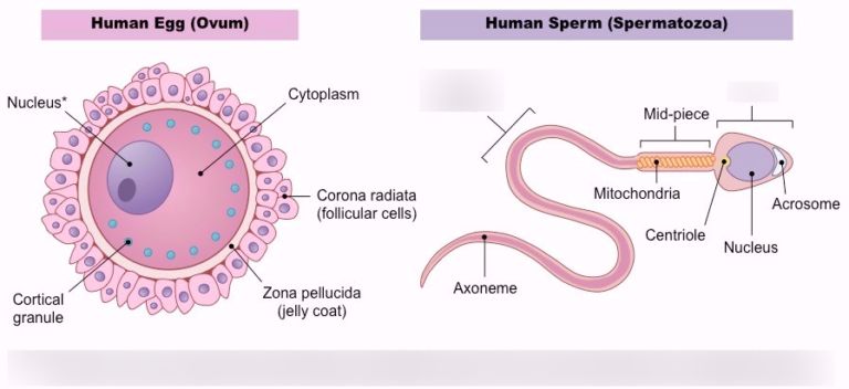 Reproductive Cells: