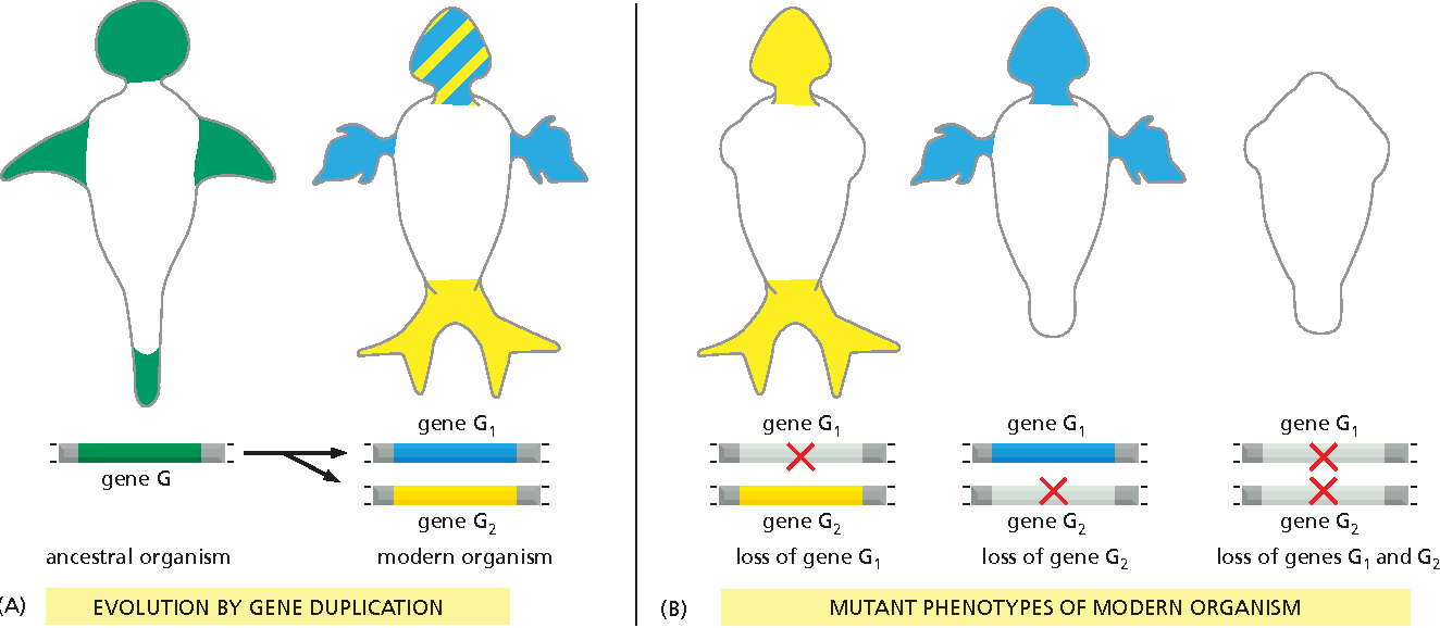 Explore how all living cells replicate their hereditary information through templated polymerization. Understand the mechanisms, key enzymes, and significance of this fundamental biological process that ensures genetic continuity and diversity.