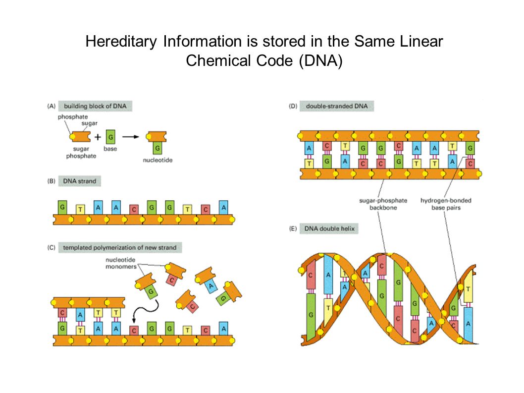 Discover how all living cells use DNA as their universal genetic blueprint. Explore the structure, function, and significance of DNA in storing hereditary information, ensuring life's continuity and diversity.