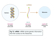 Explore how all living cells transcribe their hereditary information into RNA, the intermediary molecule essential for protein synthesis. Understand the mechanisms, types of RNA, regulation processes, and the significance of transcription in cellular function and genetic expression