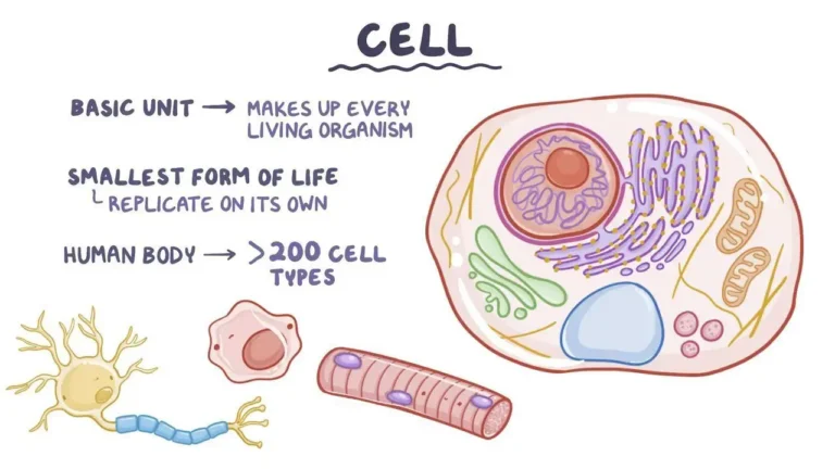 Cell Structure