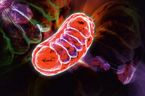 mitochondrial disease