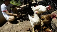 bird flu