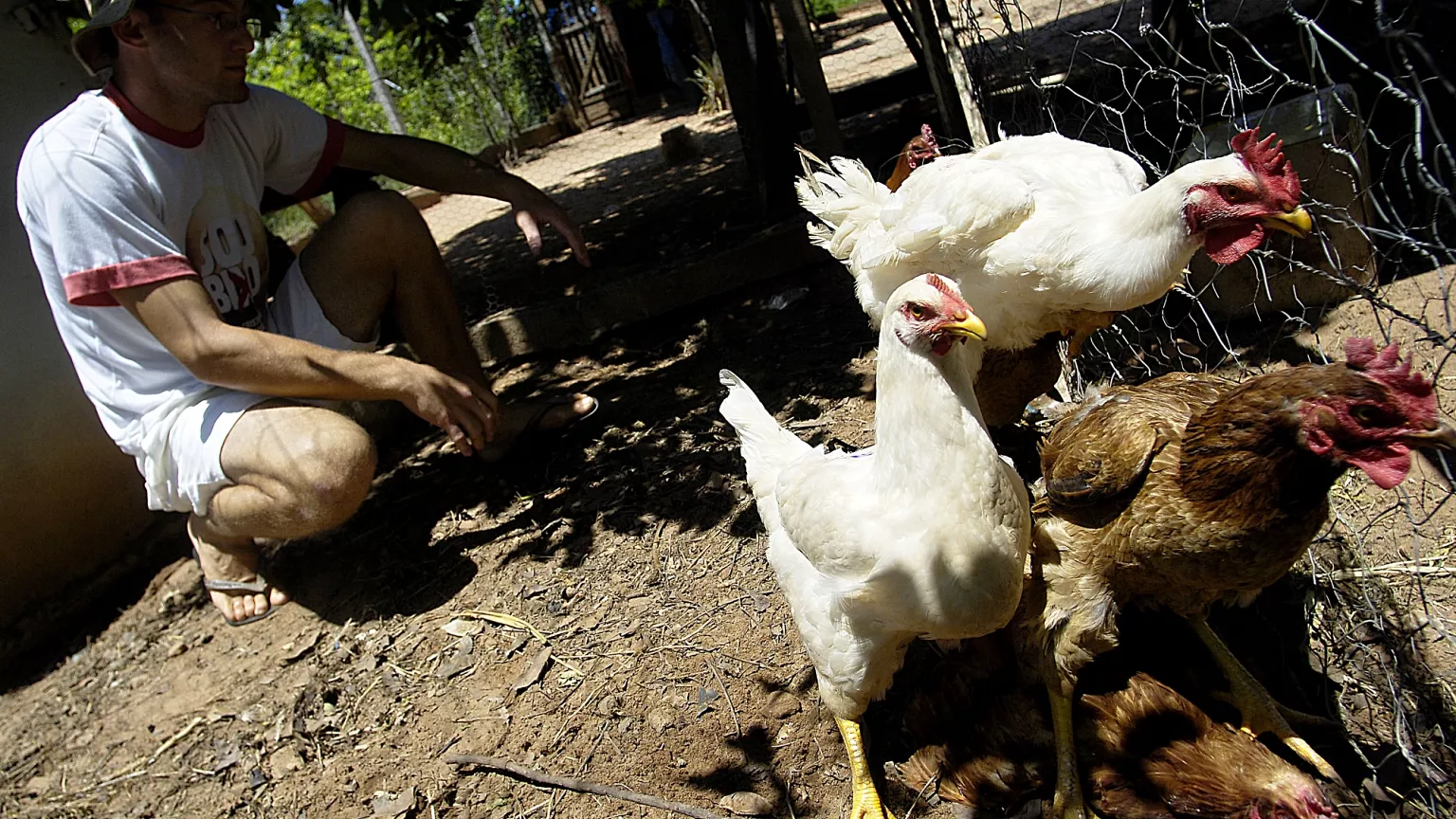 bird flu