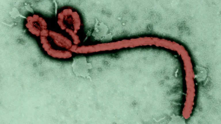 ebola