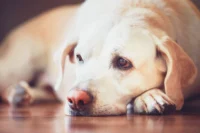 hookworms in dogs