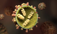 influenza virus