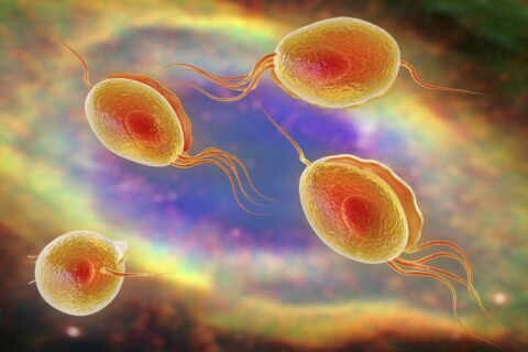 trichomoniasis treatment